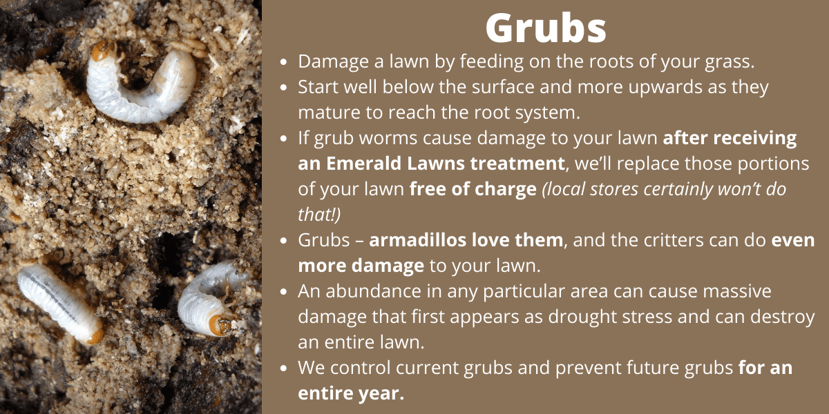 Grubs turf insect found in Waco, TX