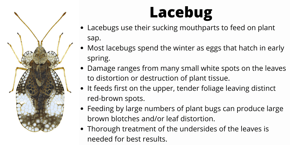 Lacebug Bug Control