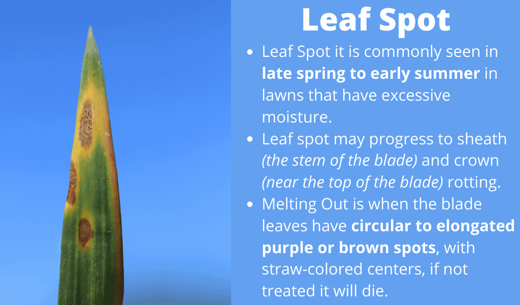 Leaf Spot disease found in New Braunfels, TX