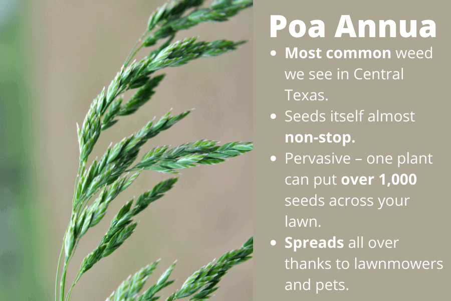 Poa Annua weed found in Harker Heights, TX