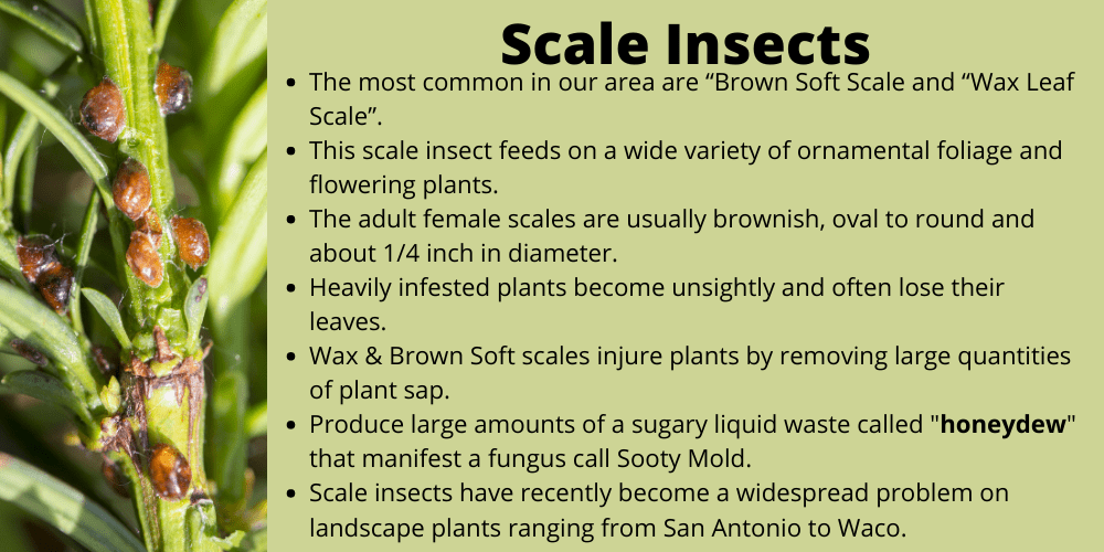 Scale Insects found in Waco, TX