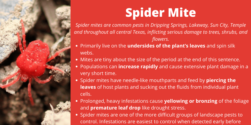 Spider Mite found in Harker Heights, TX