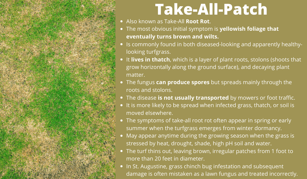 Take-All-Patch disease found in San Antonio, TX