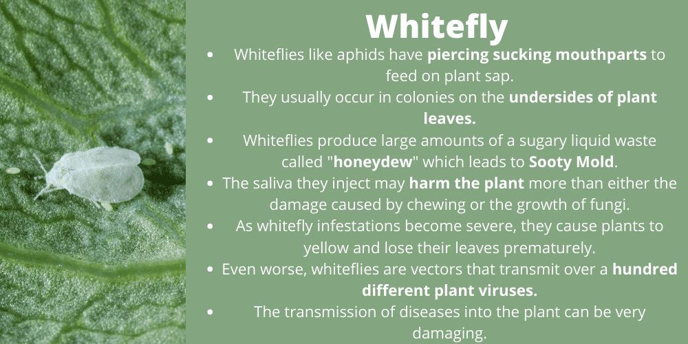 Whitefly Pest Control