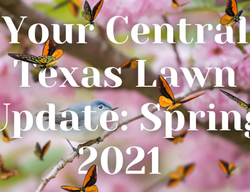 Your Central Texas Lawn Update: Spring 2021