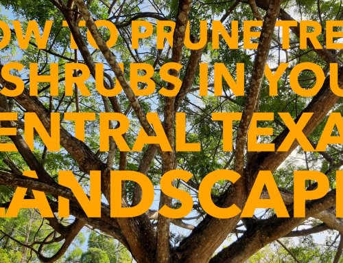 How to Prune Trees & Shrubs in Your Central Texas Landscape