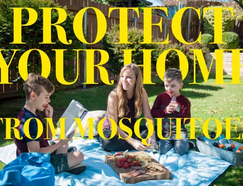 Protect Your Home From Mosquitoes