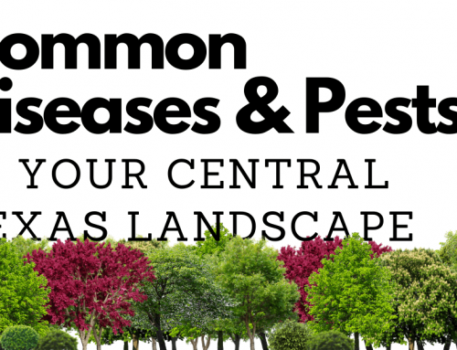 Common Diseases & Pests in Your Central Texas Landscape