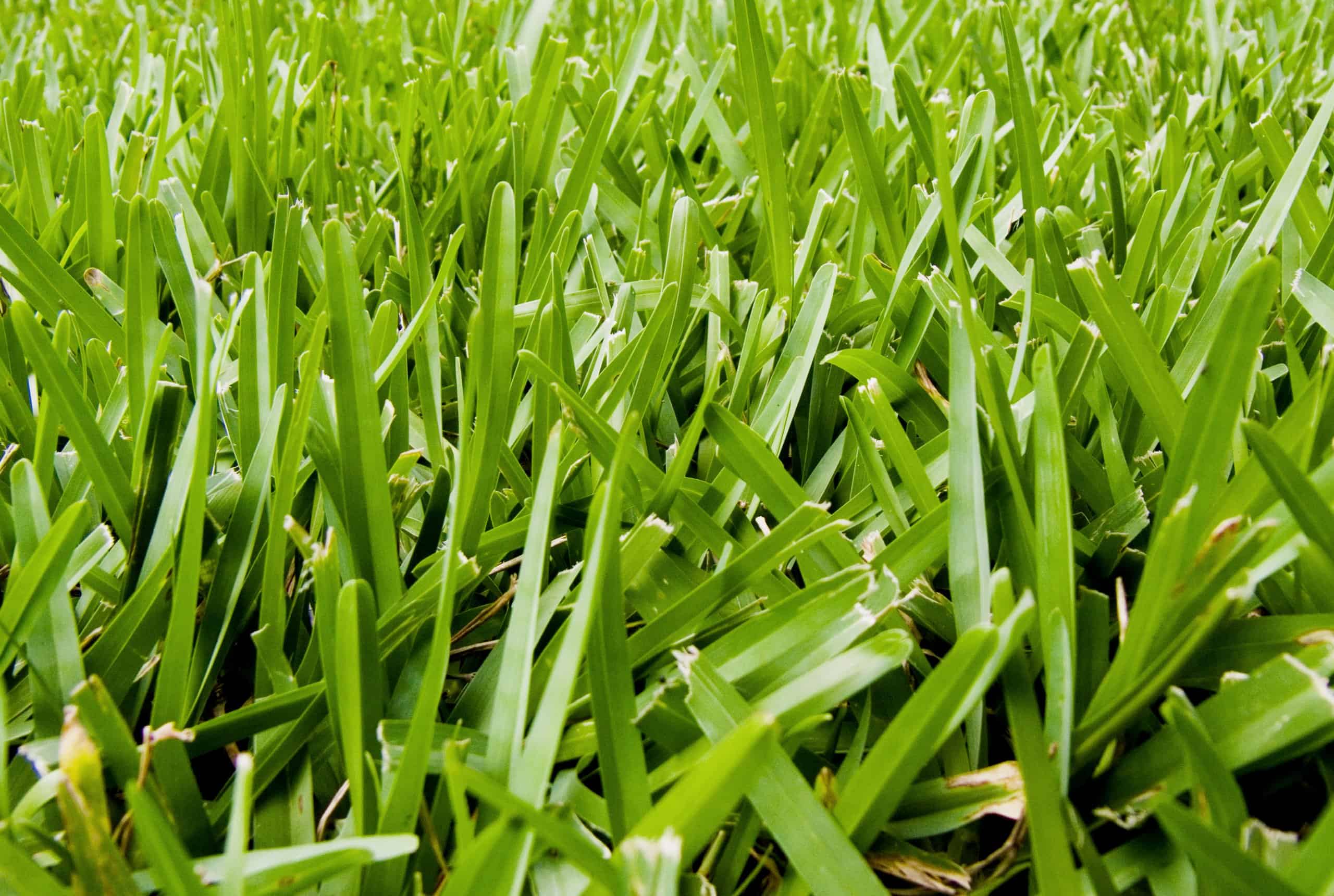 Green Grass from the Best Lawn Care