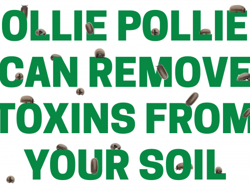 Rollie Pollies Can Remove Toxins from Your Soil