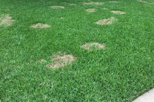 Brown Patch Treatments