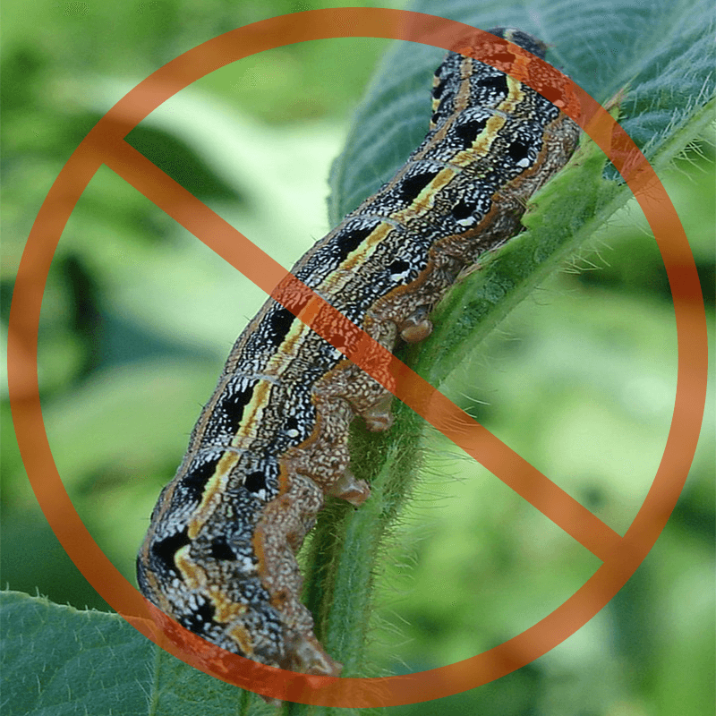 Caterpillar Control