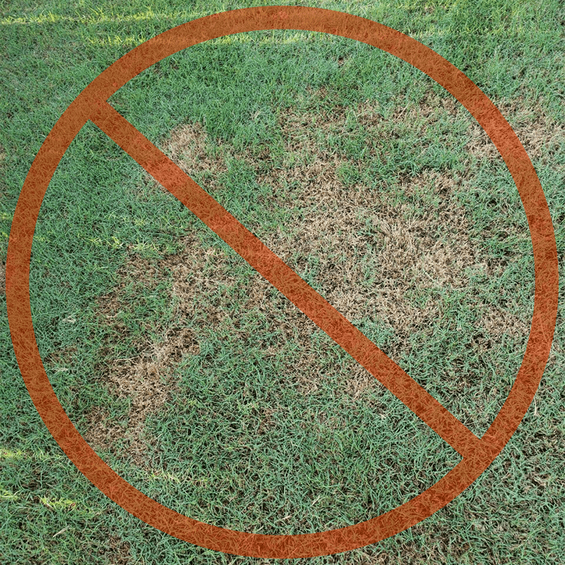 Lawn Care for Lawn Disease
