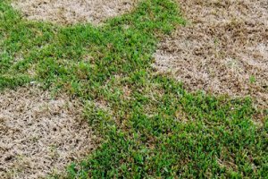 Weed Control and Lawn Disease Service