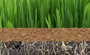 Chocolate Loam Topdressing Lawn Care