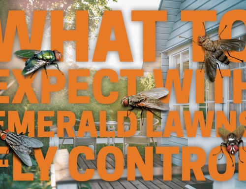 What to Expect with Emerald Lawns Fly Control