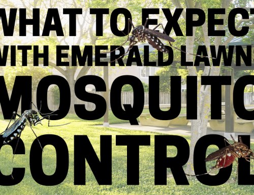 What to Expect with Emerald Lawns Mosquito Control