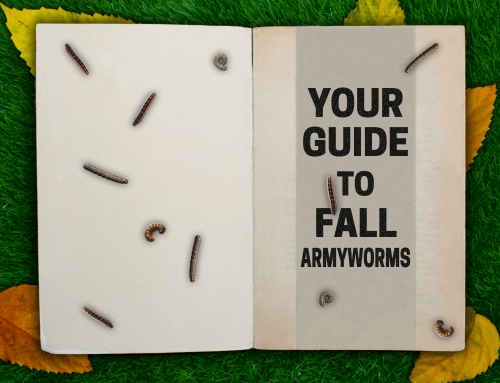 Your Guide to Fall Armyworms