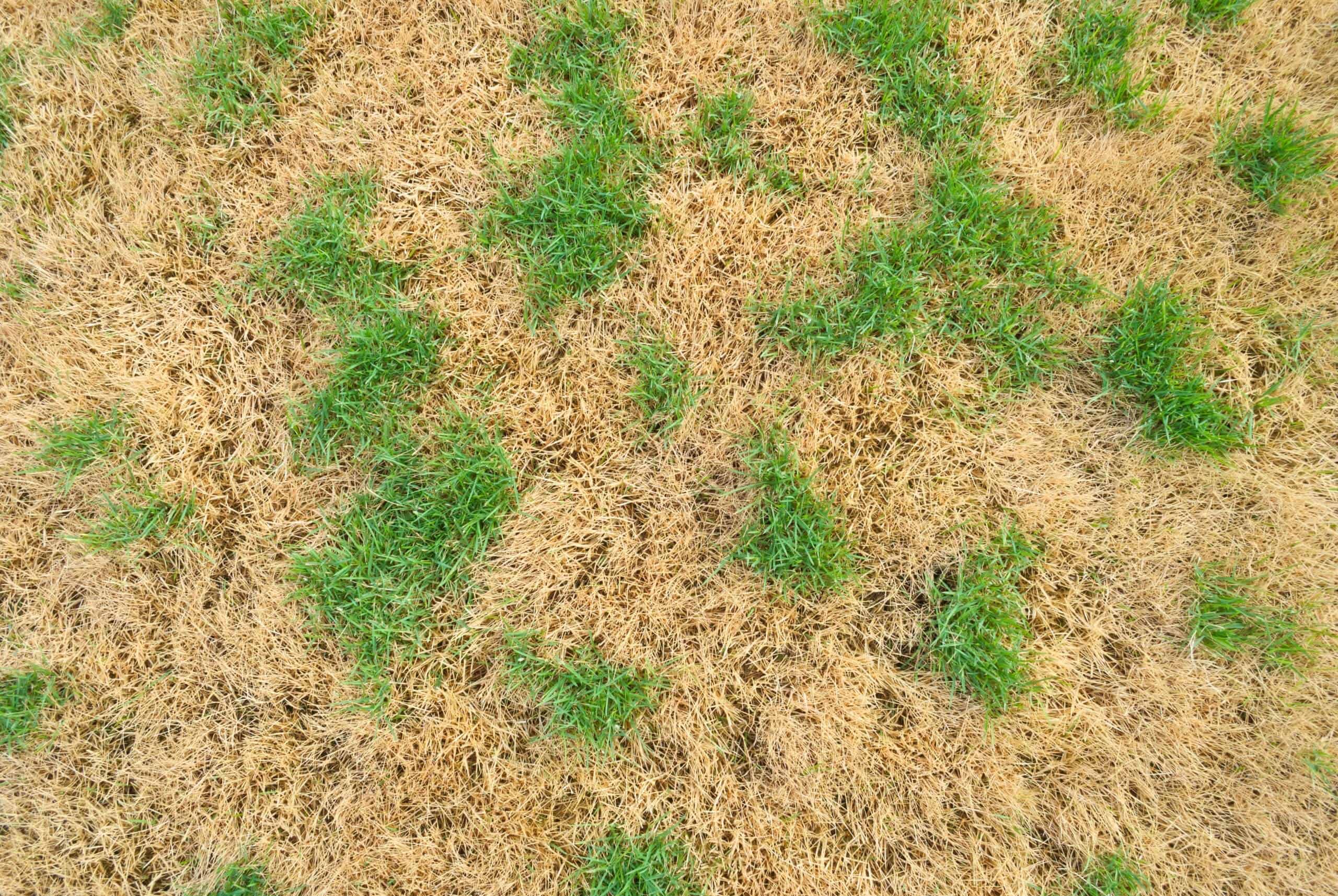 Lawn Care for Dry Grass