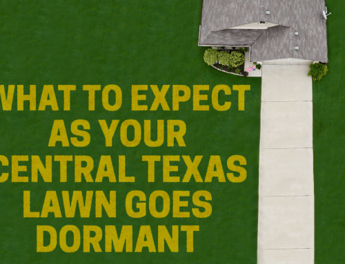 What to Expect as Your Central Texas Lawn Goes Dormant