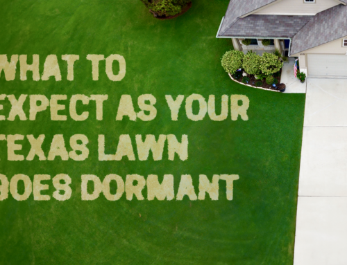 What to Expect as Your Texas Lawn Goes Dormant
