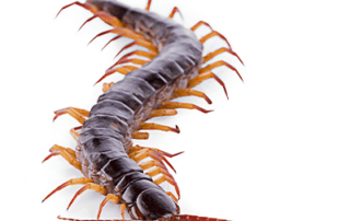 Centipede Control and Lawn Care