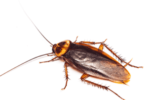 Cockroach Control and Lawn Care