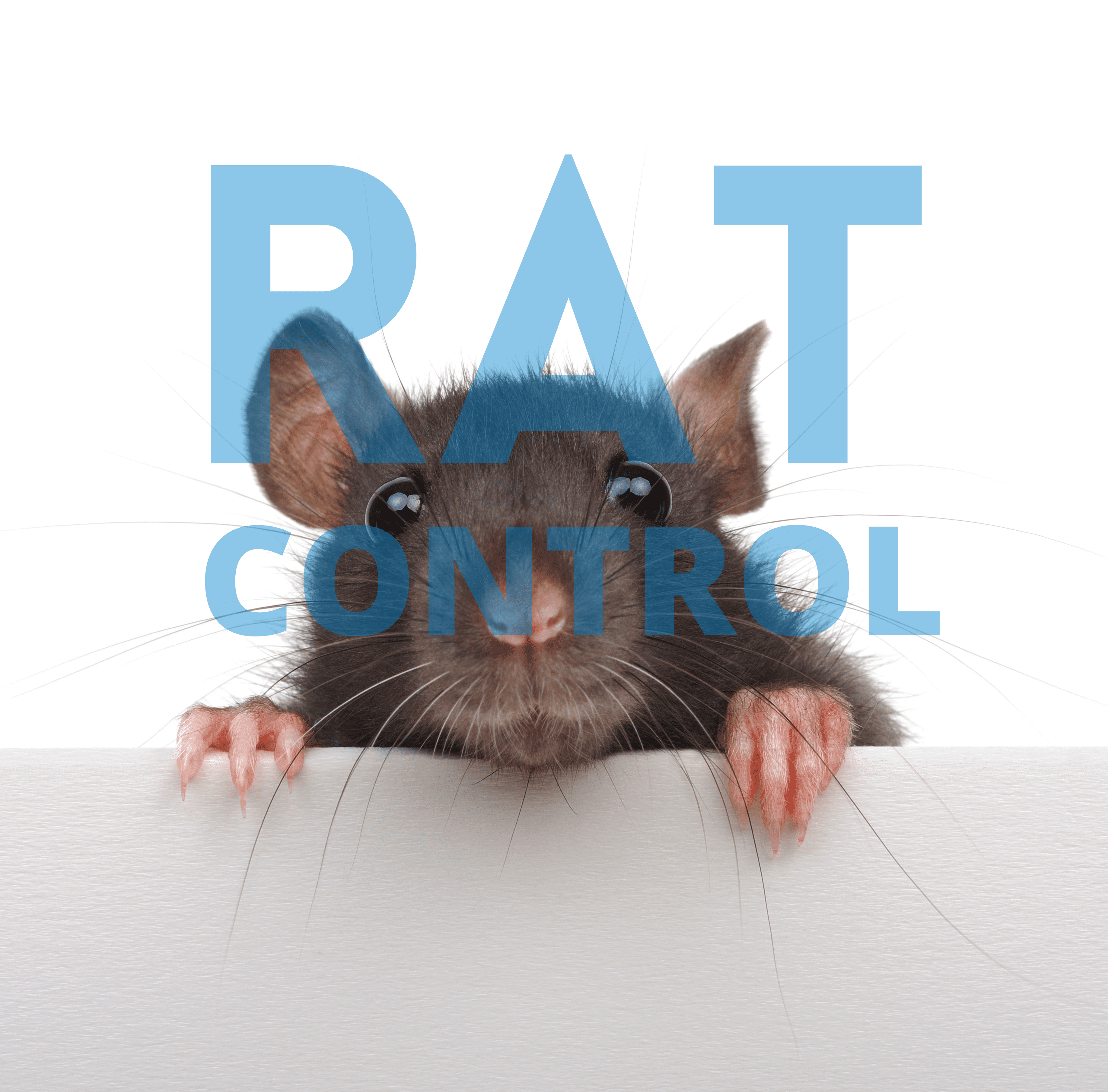 Rat Control