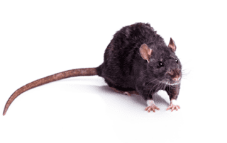 Rodent Control and Lawn Care