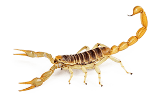 Scorpion Control and Lawn Care