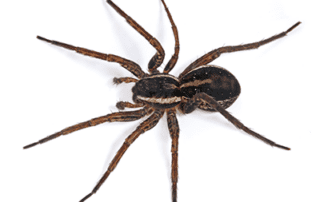 Spider Control and Lawn Care