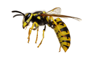 Wasp Control and Lawn Care
