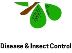 Insect & Disease 