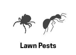 Lawn Pests
