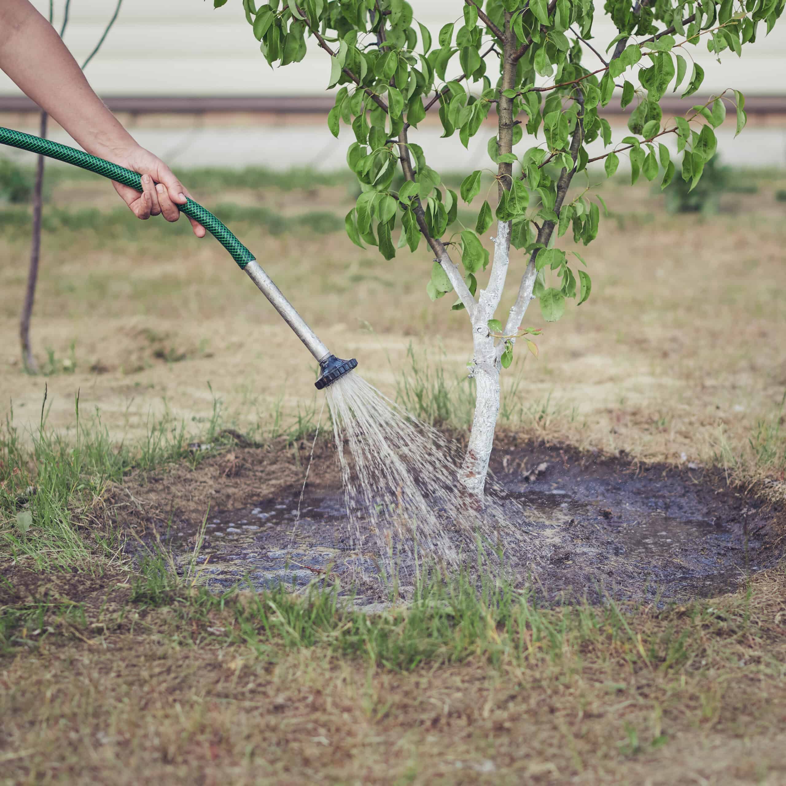 Lawn and Tree Care Watering