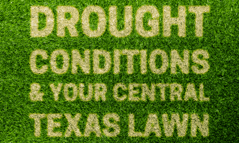Lawn Care for Drought Conditions