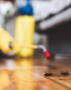 Bug Control Pest Control Exterminator
