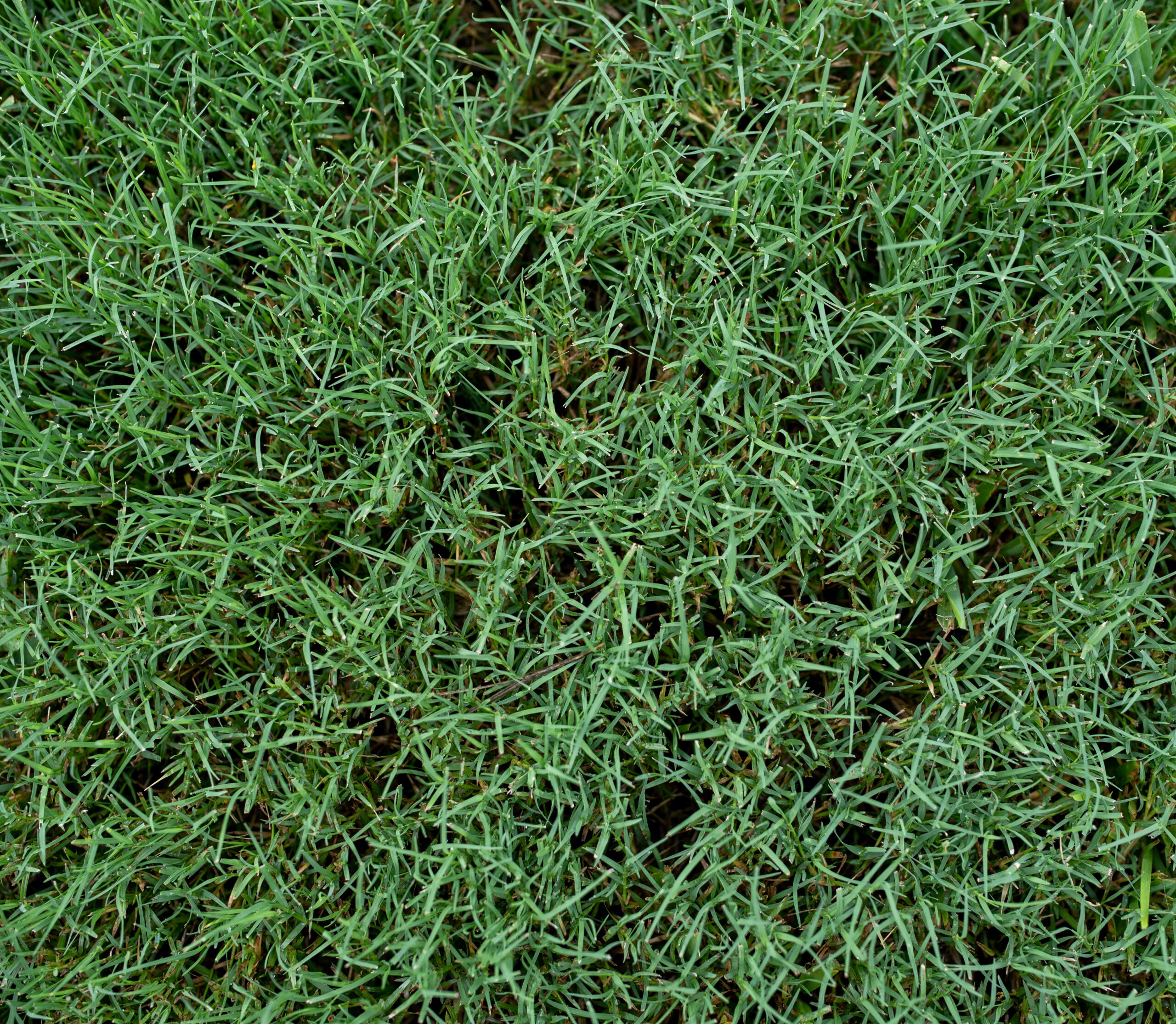 Lawn Care for Southern Grass