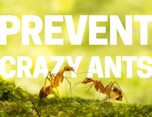Prevent Crazy Ants