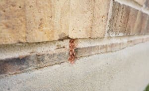 Weeping Holes Pest Inspections