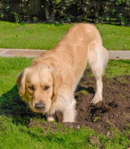 Dog digging in the lawn