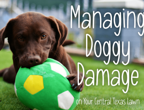 Managing Doggy Damage on Your Central Texas Lawn