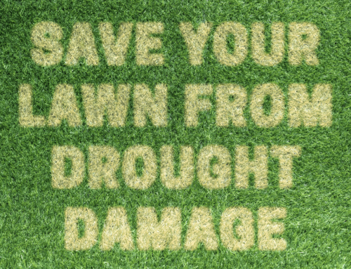 Save Your Lawn from Drought Damage