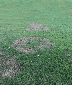 Brown Patch on Lawn