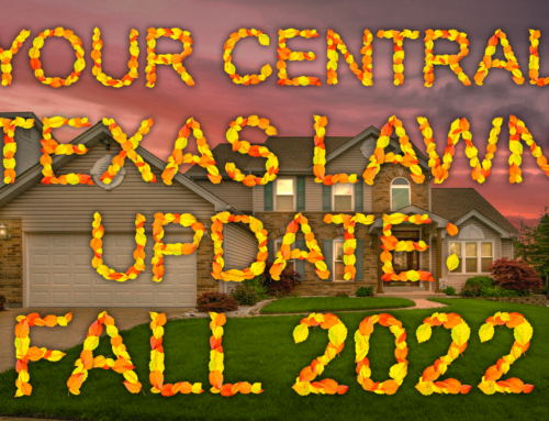 Your Central Texas Lawn Update: Fall 2022