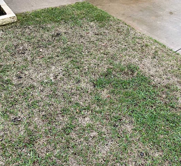 Lawn Care for Damage