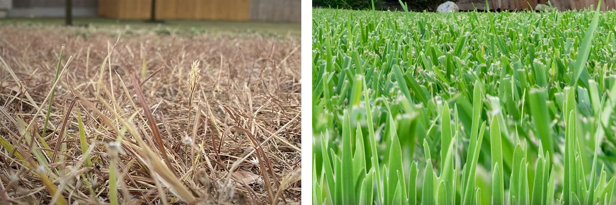 Drought Recovery Lawn Care Fertilization