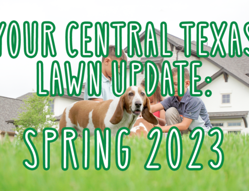 Your Central Texas Lawn Update: Spring 2023