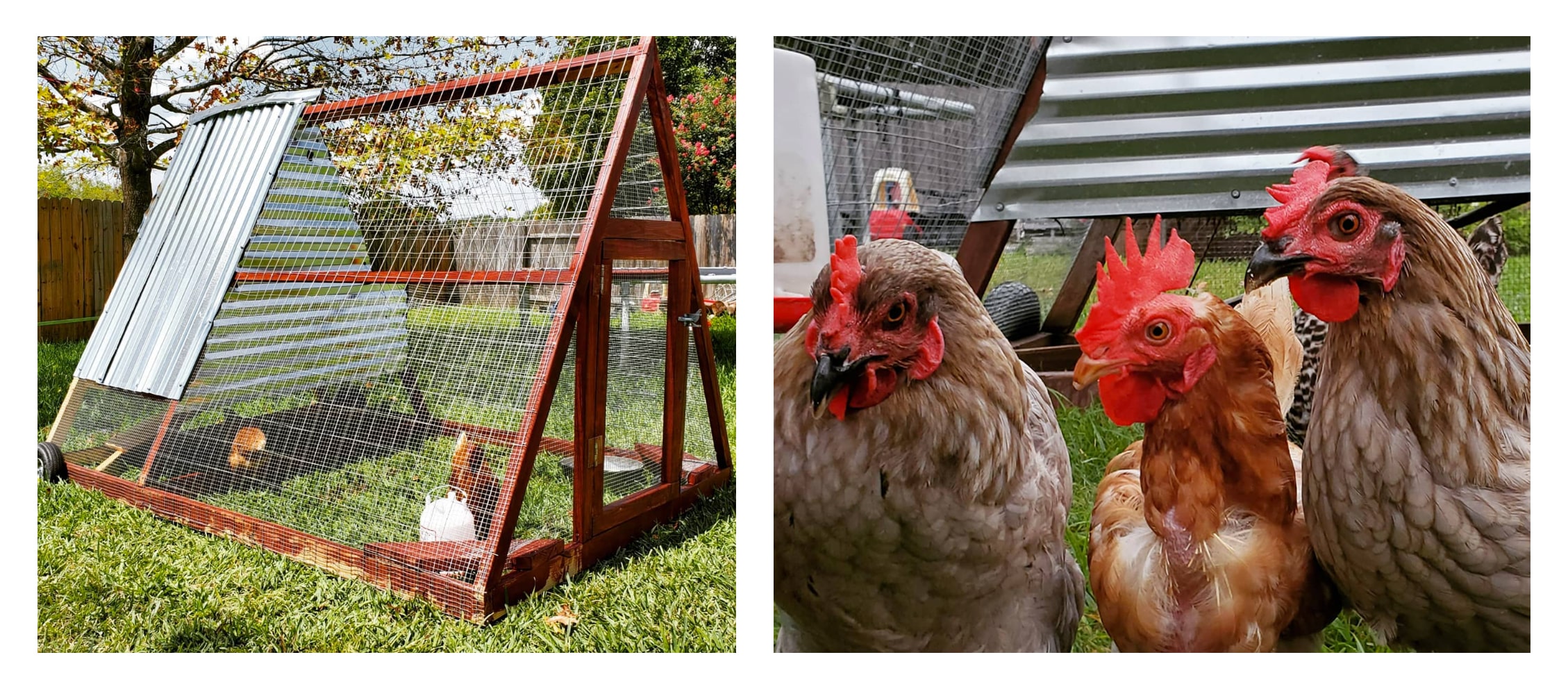 Healthy Lawn with New Chickens