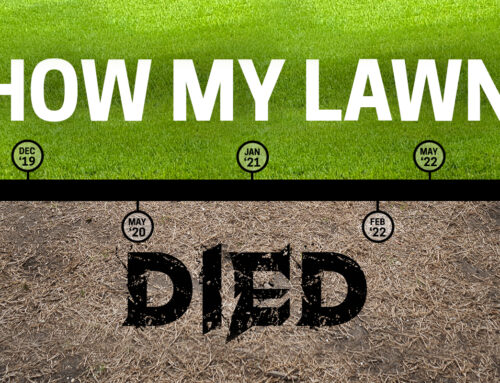 How My Lawn Died